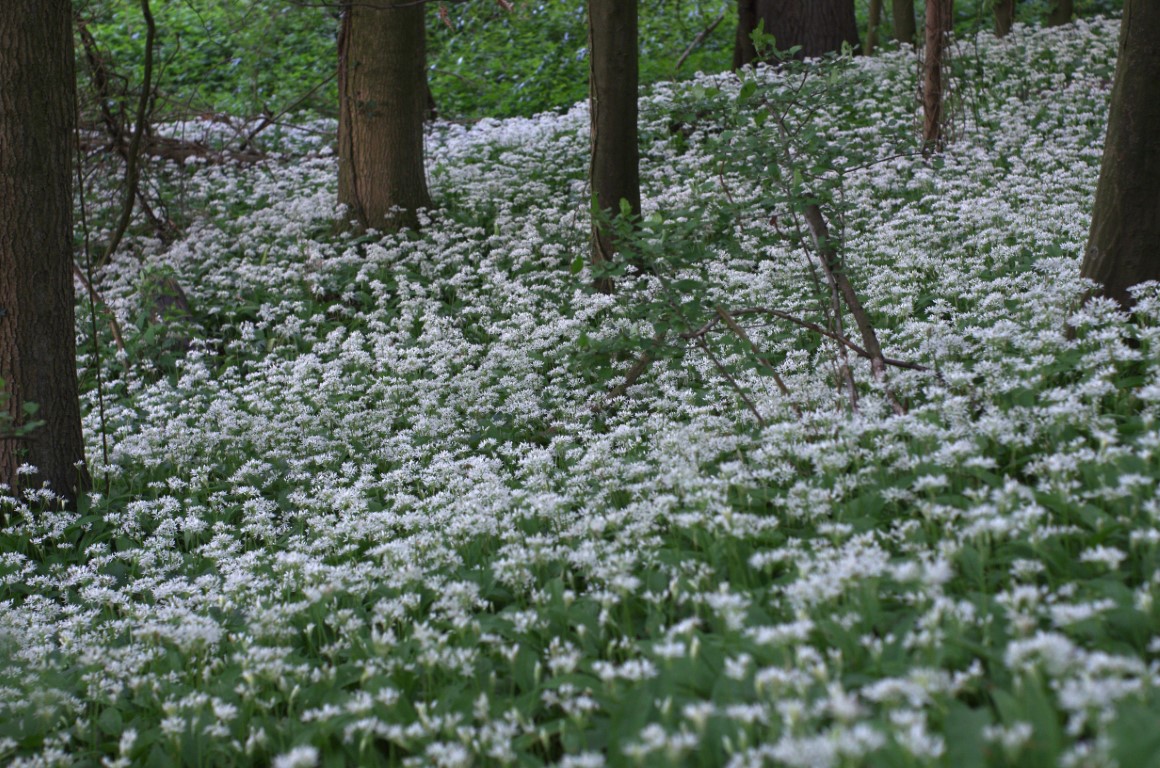 Bärlauchblüte im Herrenholz bei Horstmar